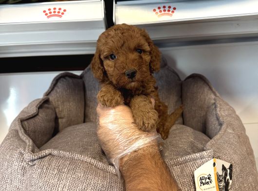 Orji̇nal Red Browne Toy Poodle Yavrulari görsel