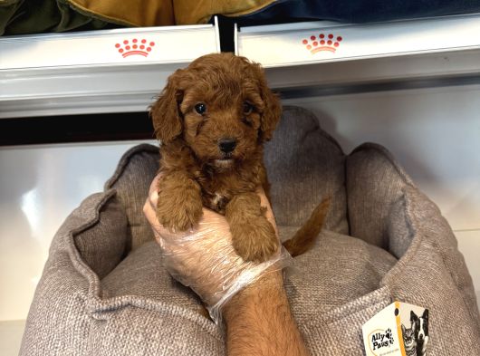 Orji̇nal Red Browne Toy Poodle Yavrulari görsel