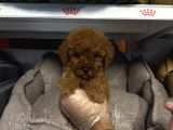 Red Browne Çok Özel Toy Poodle Yavrulari