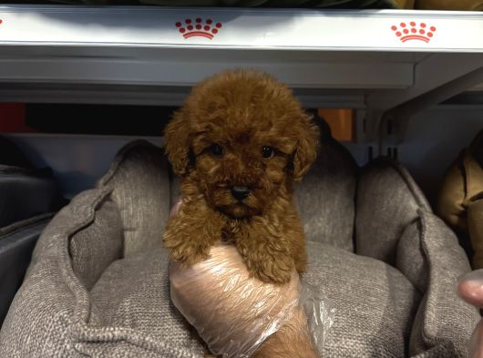 Red Browne Çok Özel Toy Poodle Yavrulari görsel