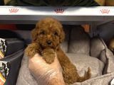 Red Browne Çok Özel Toy Poodle Yavrulari