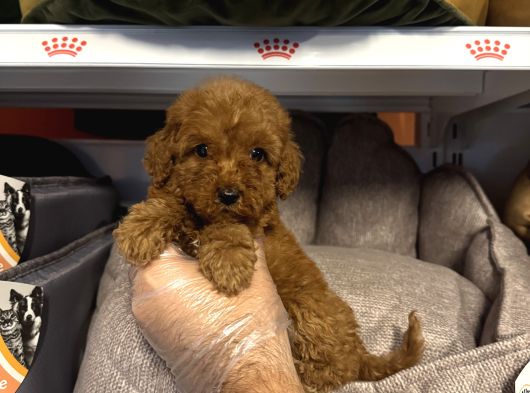 Red Browne Çok Özel Toy Poodle Yavrulari görsel