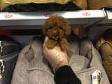 Red Browne Çok Özel Toy Poodle Yavrulari