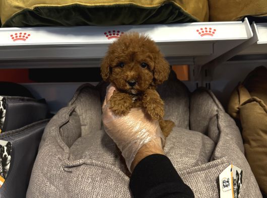 Red Browne Çok Özel Toy Poodle Yavrulari görsel