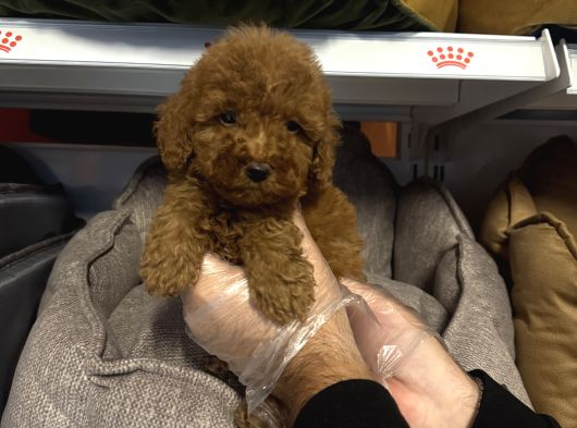 Red Browne Çok Özel Toy Poodle Yavrulari