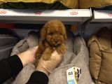 Red Browne Çok Özel Toy Poodle Yavrulari