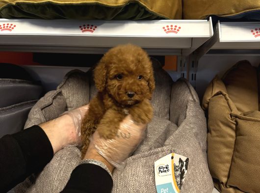 Red Browne Çok Özel Toy Poodle Yavrulari görsel