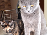 British Kedi