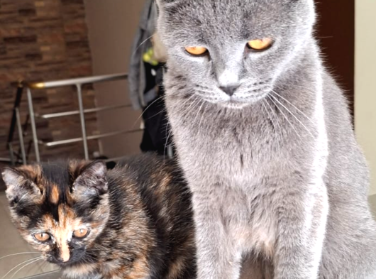 British Kedi görsel