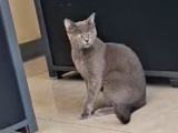 British kedi