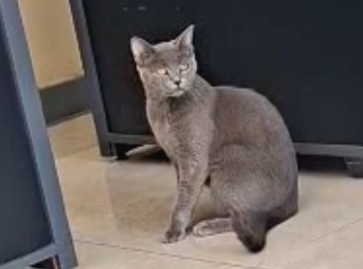 British Kedi