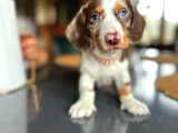 En Özel Renk İle Choco Dapple Dacshund Sosi̇s Yavrumuz