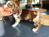 EN ÖZEL RENK İLE CHOCO DAPPLE DACSHUND SOSİS YAVRUMUZ