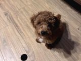 Poodle Bella