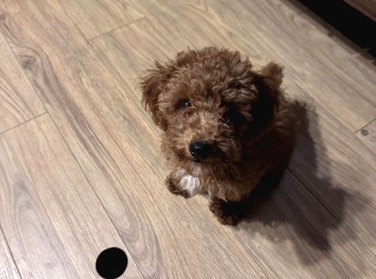 Poodle Bella görsel