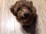 Poodle bella