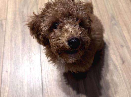 Poodle Bella