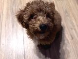 Poodle Bella