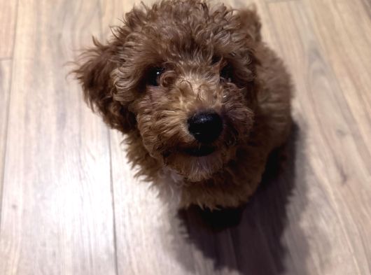 Poodle Bella görsel