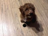 Poodle Bella