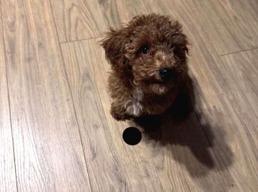 Poodle Bella görsel