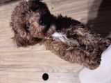Poodle Bella