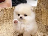 Pomeranian boo yavrularımız a kalite
