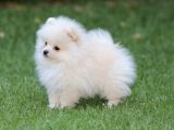 Pomeranian Boo Yavrularımız A Kalite