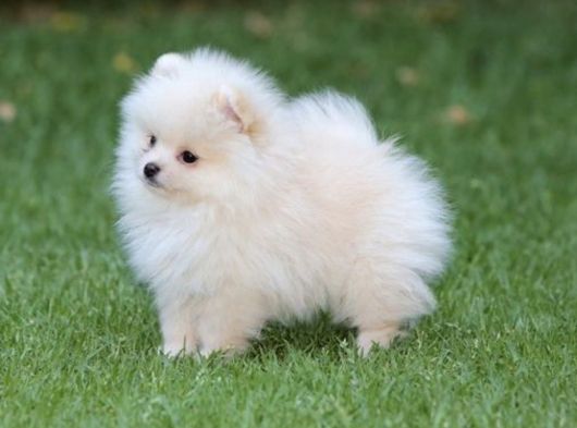 Pomeranian Boo Yavrularımız A Kalite görsel