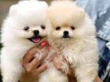 Pomeranian Boo Yavrularımız A Kalite