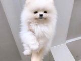 Pomeranian Boo Yavrularımız A Kalite