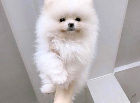 Pomeranian Boo Yavrularımız A Kalite görsel