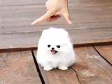 Pomeranian Boo Yavrularımız A Kalite