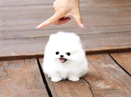 Pomeranian Boo Yavrularımız A Kalite görsel