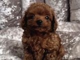 GÜLEN YÜZ TOY POODLE YAVRULARI