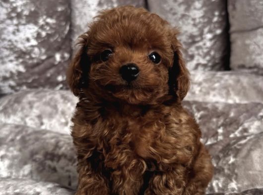 Gülen Yüz Toy Poodle Yavrulari