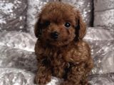 Gülen Yüz Toy Poodle Yavrulari