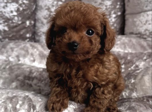 Gülen Yüz Toy Poodle Yavrulari görsel