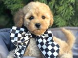 TATLIŞ MALTİPOO BEBEKLER