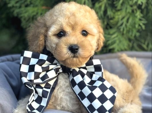 Tatliş Malti̇poo Bebekler