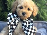 Tatliş Malti̇poo Bebekler