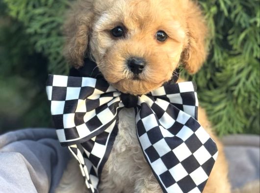 Tatliş Malti̇poo Bebekler görsel