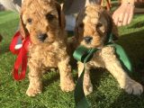TOY POODLE YAVRULAR
