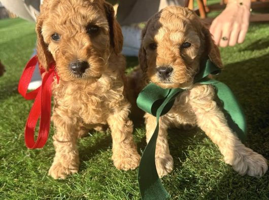 Toy Poodle Yavrular