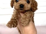 Red Malti̇poo Bebekler