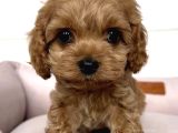 RED MALTİPOO BEBEKLER