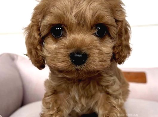 Red Malti̇poo Bebekler