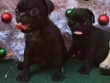 SAFKAN PUG MOPS BEBEKLER