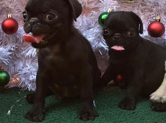 Safkan Pug Mops Bebekler