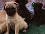 Safkan Pug Mops Bebekler